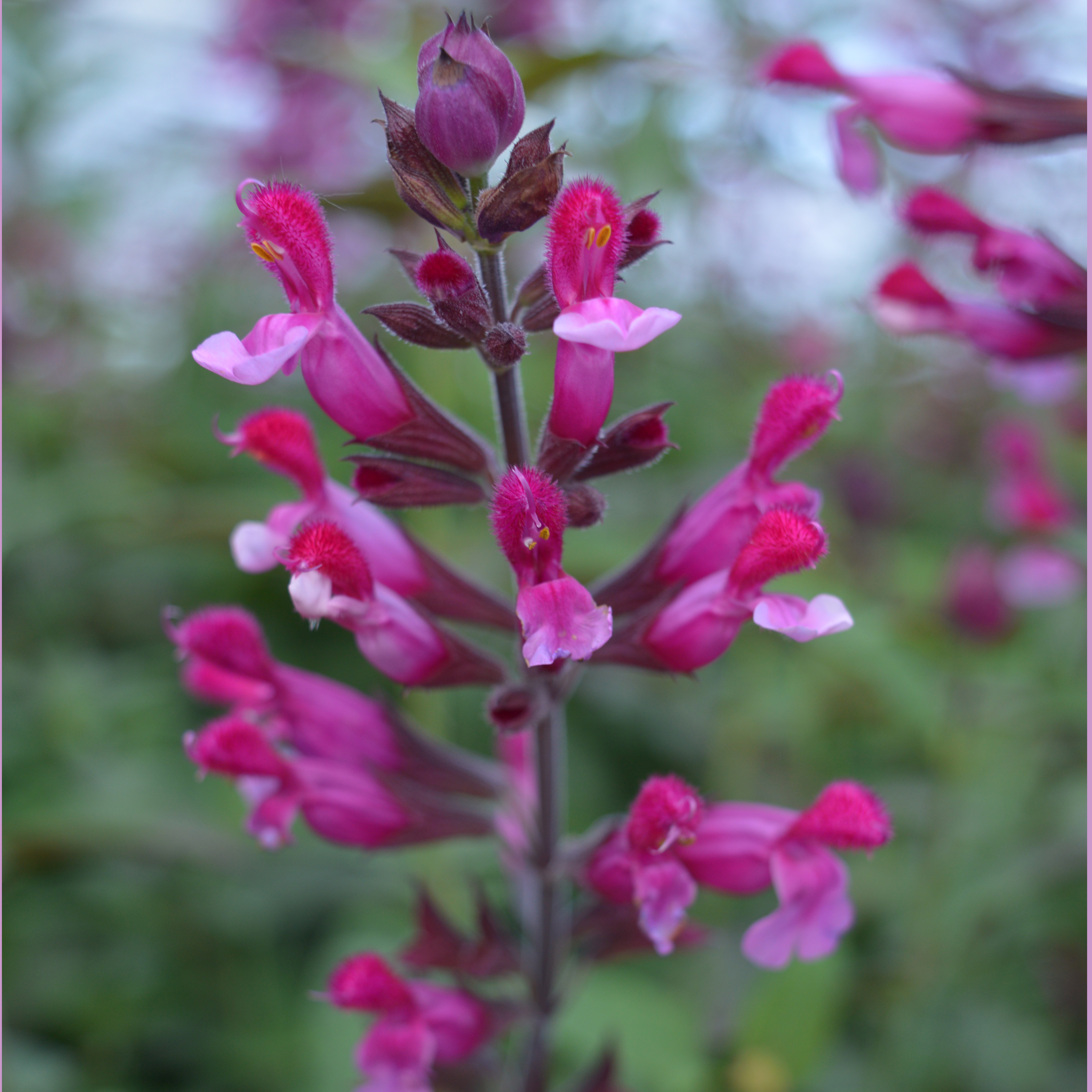 Salvia Pink Mulberry